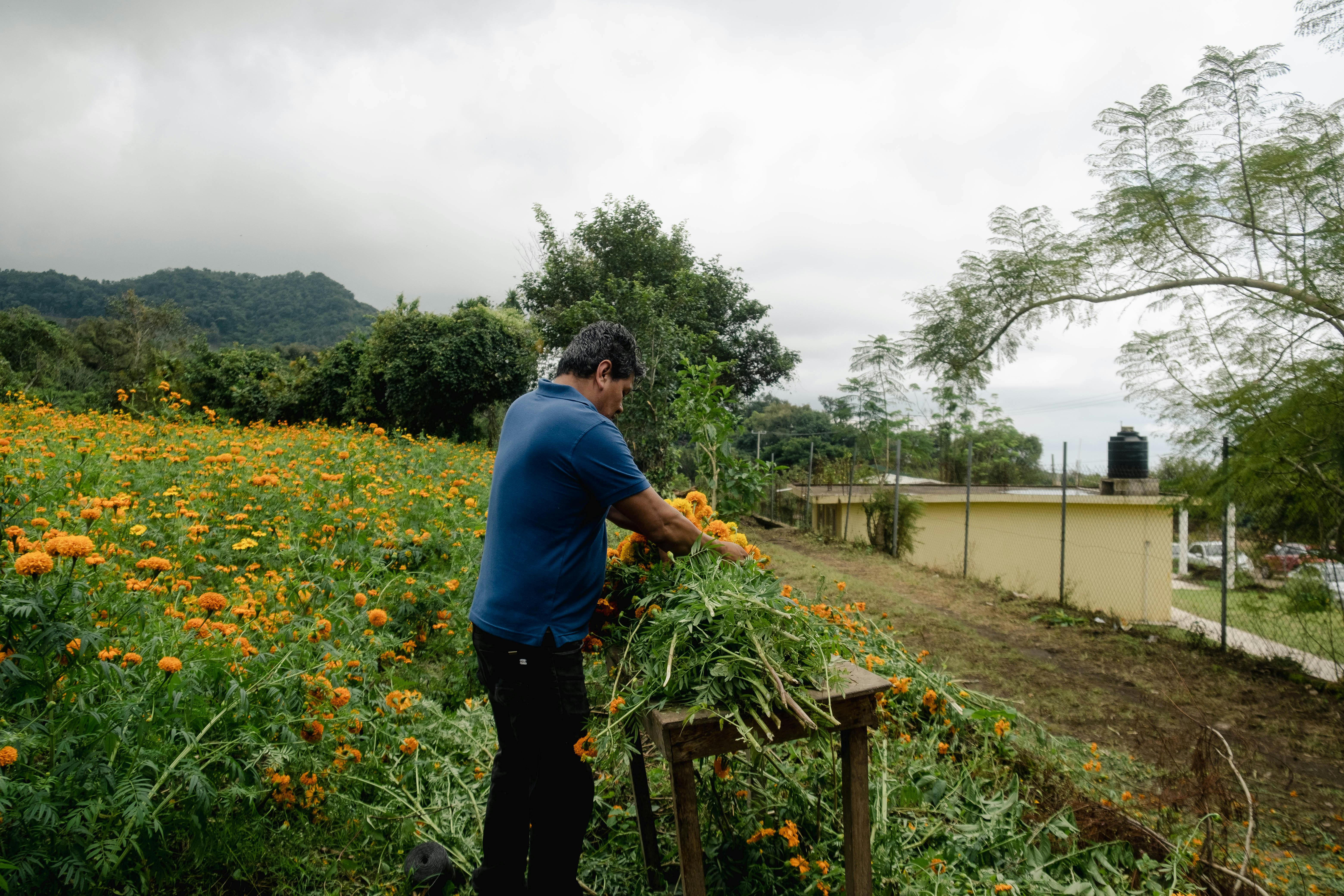 Introduction to Flower Farming in Nepal