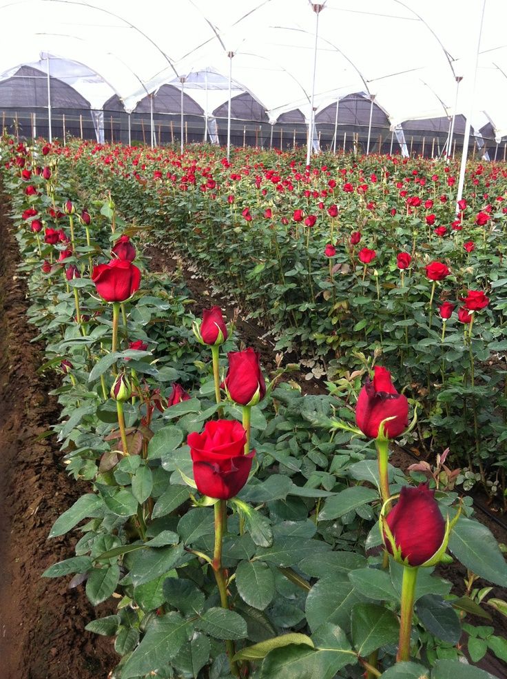 Red Rose - Thumbnail 2