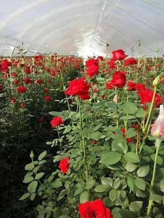 Red Rose - Thumbnail 3